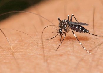 Δήμος Κορδελιού – Ευόσμου: Μέτρα Πρόληψης και Προστασίας από τα κουνούπια