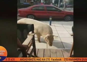 Θεσσαλονίκη: Γουρούνια πήγαν για…καφέ στις Συκιές (Βίντεο)