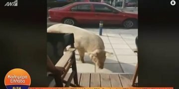 Θεσσαλονίκη: Γουρούνια πήγαν για…καφέ στις Συκιές (Βίντεο)