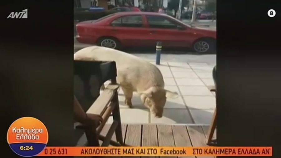 Θεσσαλονίκη: Γουρούνια πήγαν για…καφέ στις Συκιές (Βίντεο)