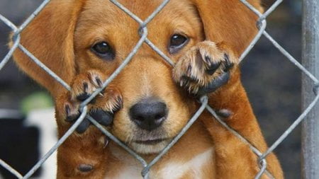 Φυλάκιση και ποινή 5.000 ευρώ για κακοποίηση ζώου σε άνδρα στον Εύοσμο