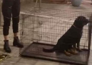 Ροτβάιλερ μέσα σε κλουβιά έξω από κλαμπ στα Λαδάδικα – Σάλος στα μέσα κοινωνικής δικτύωσης (Εικόνες)