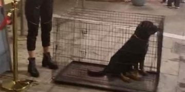 Ροτβάιλερ μέσα σε κλουβιά έξω από κλαμπ στα Λαδάδικα – Σάλος στα μέσα κοινωνικής δικτύωσης (Εικόνες)