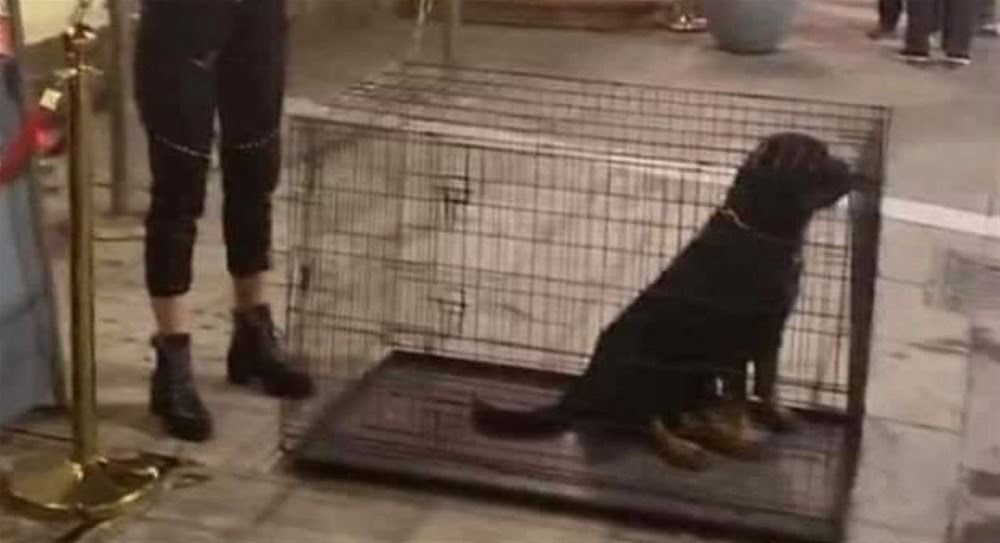 Ροτβάιλερ μέσα σε κλουβιά έξω από κλαμπ στα Λαδάδικα – Σάλος στα μέσα κοινωνικής δικτύωσης (Εικόνες)
