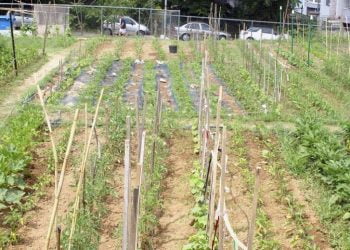 Δ. Νεάπολης – Συκεών: Ξεκίνησαν οι αιτήσεις για τους Δημοτικούς λαχανόκηπους