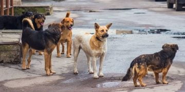 Τραγωδία στη Θεσσαλονίκη: Κατέληξε ο 65χρονος που είχε δεχθεί επίθεση από αγέλη σκύλων