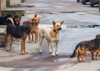 ΥΠΕΣ: Επιχορήγηση για τα αδέσποτα – 10.000€ παίρνει ο Δήμος Κορδελιού – Ευόσμου