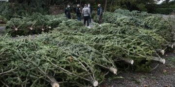 Έρχονται τα Χριστουγεννιάτικα έλατα από τον Ταξιάρχη – Οι τιμές