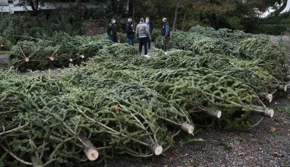Έρχονται τα Χριστουγεννιάτικα έλατα από τον Ταξιάρχη – Οι τιμές