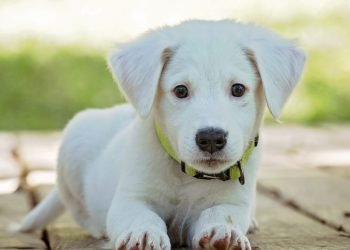 Ψυχοθεραπεία με σκύλους σχεδιάζει το νοσοκομείο 424 στη  Θεσσαλονίκη