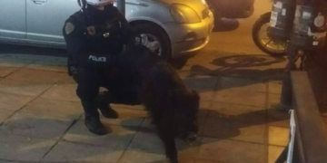 Θεσσαλονίκη: Το είδαμε και αυτό! Αστυνομικός συνέλαβε αγριογούρουνο στην Τούμπα