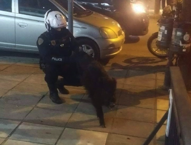 Θεσσαλονίκη: Το είδαμε και αυτό! Αστυνομικός συνέλαβε αγριογούρουνο στην Τούμπα