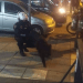 Θεσσαλονίκη: Το είδαμε και αυτό! Αστυνομικός συνέλαβε αγριογούρουνο στην Τούμπα