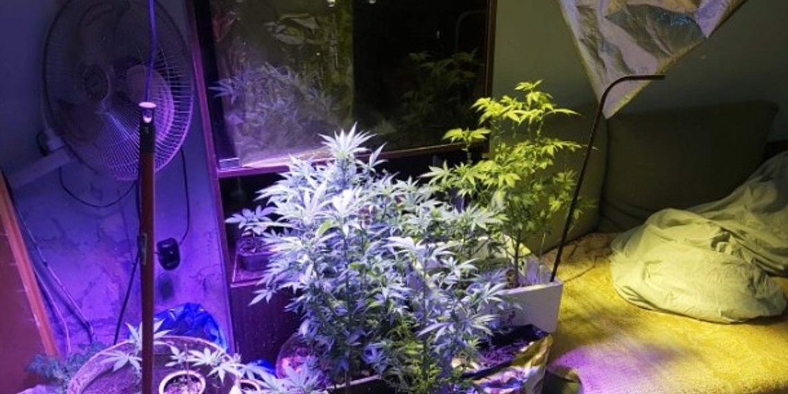Θεσσαλονίκη: Μίνι φυτώριο κάνναβης σε διαμέρισμα – Δύο συλλήψεις