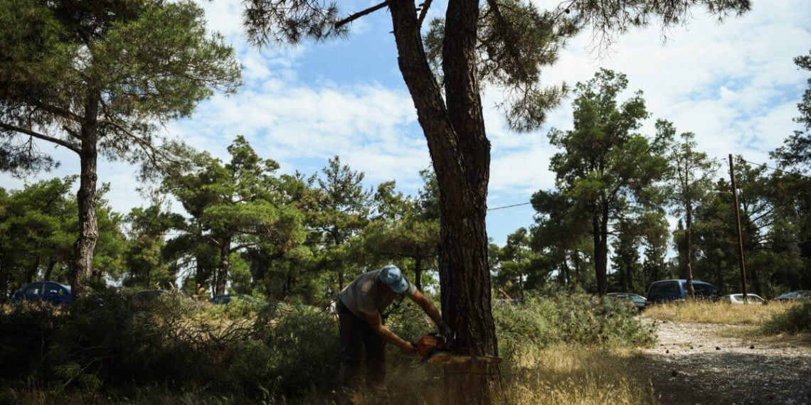 Θεσσαλονίκη: Αυτοί θα είναι οι νέοι «φρουροί» στο δάσος του Σέιχ Σου
