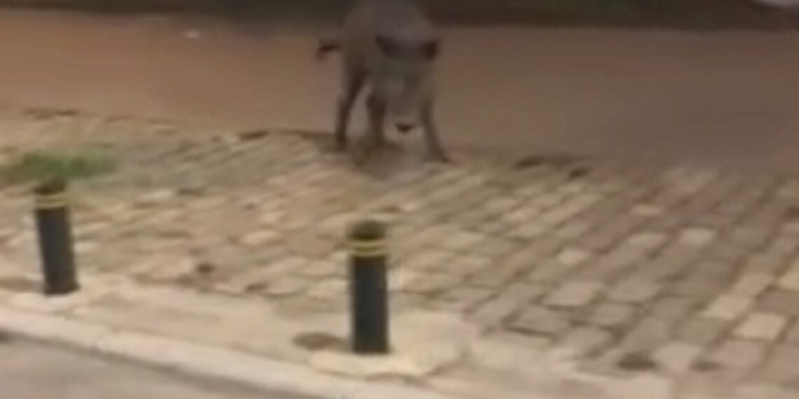 Θεσσαλονίκη: Πώς θα στηθεί η ενέδρα για να πιάσουν το αγριογούρουνο που κόβει βόλτες στην πόλη