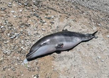 Νεκρό δελφίνι εντοπίστηκε στην Επανομή