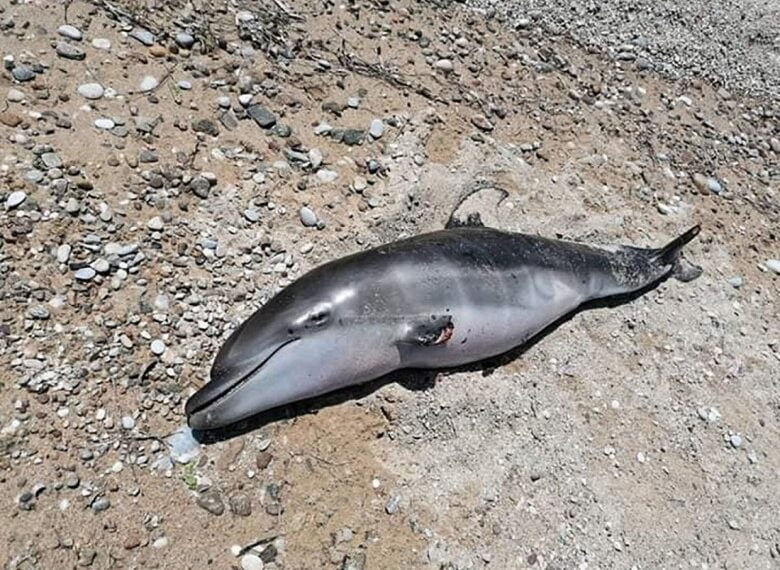 Νεκρό δελφίνι εντοπίστηκε στην Επανομή