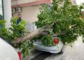 Θεσσαλονίκη: Δέντρο καταπλάκωσε αυτοκίνητα σε κεντρικό δρόμο των Αμπελοκήπων (εικόνες)