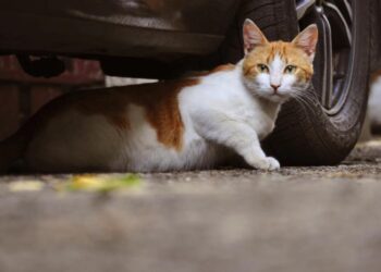 Ξεφτίλες: Δολοφόνησαν με φόλες 4 γάτες στη Θεσσαλονίκη (ΣΚΛΗΡΗ ΕΙΚΟΝΑ)