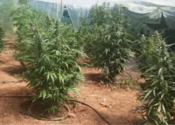 Θεσσαλονίκη: 17χρονος πιάστηκε στα ”πράσα” να καλλιεργεί 99 χασισόδεντρα