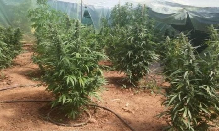 Θεσσαλονίκη: 17χρονος πιάστηκε στα ”πράσα” να καλλιεργεί 99 χασισόδεντρα