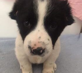 Θεσσαλονίκη: Βασάνισαν κουτάβια και τους έκοψαν αυτιά και ουρά με μπαλτά! (Σκληρές Εικόνες)