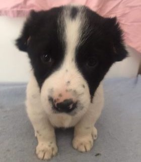 Θεσσαλονίκη: Βασάνισαν κουτάβια και τους έκοψαν αυτιά και ουρά με μπαλτά! (Σκληρές Εικόνες)