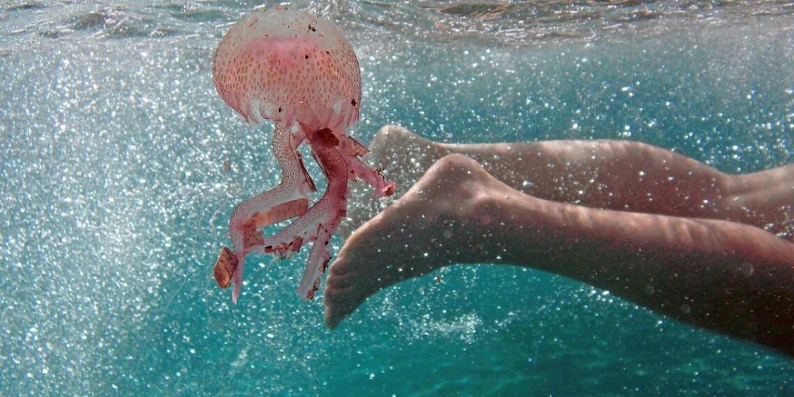 Χαμός από μέδουσες σε παραλίες της Χαλκιδικής – Πού οφείλεται το φαινόμενο