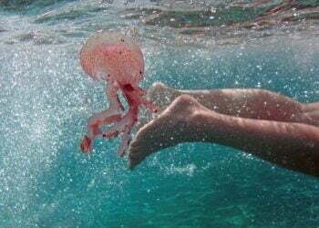 Χαμός από μέδουσες σε παραλίες της Χαλκιδικής – Πού οφείλεται το φαινόμενο