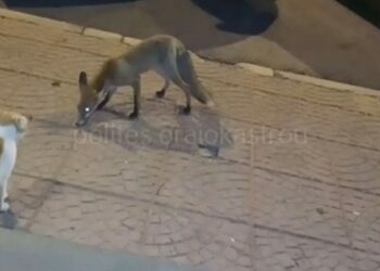 Θεσσαλονίκη: Αλεπού βγήκε «μπαρότσαρκα» στο Ωραιόκαστρο (Βίντεο)