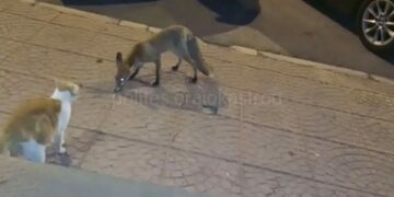 Θεσσαλονίκη: Αλεπού βγήκε «μπαρότσαρκα» στο Ωραιόκαστρο (Βίντεο)