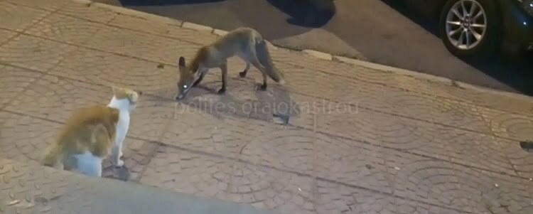 Θεσσαλονίκη: Αλεπού βγήκε «μπαρότσαρκα» στο Ωραιόκαστρο (Βίντεο)