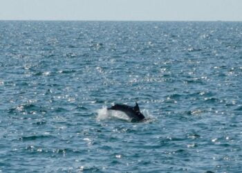 Θεσσαλονίκη: Τα δελφίνια του Θερμαϊκού καταγράφει η iSea