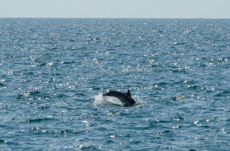 Θεσσαλονίκη: Τα δελφίνια του Θερμαϊκού καταγράφει η iSea
