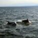 Θεσσαλονίκη: Δελφίνια έκαναν την εμφάνισή τους στον Θερμαϊκό