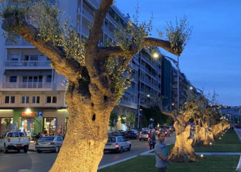 Υπεραιωνόβια ελαιόδεντρα θα «φυτρώσουν» στον Δήμο Κορδελιού Ευόσμου