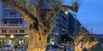 Υπεραιωνόβια ελαιόδεντρα θα «φυτρώσουν» στον Δήμο Κορδελιού Ευόσμου