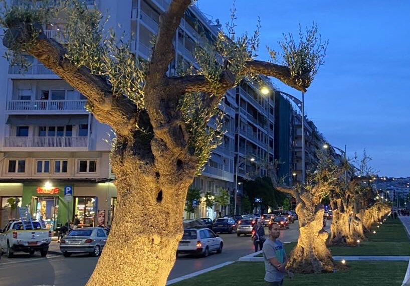 Υπεραιωνόβια ελαιόδεντρα θα «φυτρώσουν» στον Δήμο Κορδελιού Ευόσμου