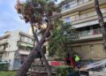 Δέντρο έπεσε πάνω σε πολυκατοικία στο κέντρο της Καλαμαριάς
