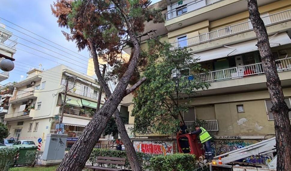 Δέντρο έπεσε πάνω σε πολυκατοικία στο κέντρο της Καλαμαριάς