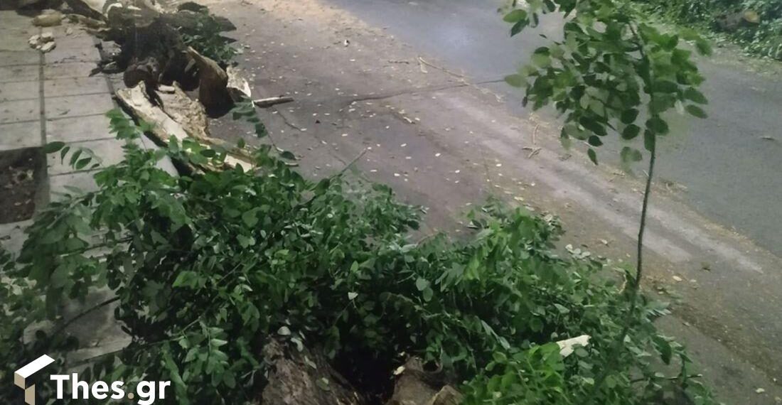 Θεσσαλονίκη: Επεσε μεγάλο πεύκο στην αυλή σχολείου