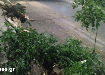 Θεσσαλονίκη: Επεσε μεγάλο πεύκο στην αυλή σχολείου