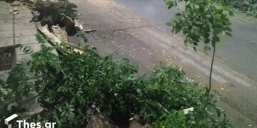 Θεσσαλονίκη: Επεσε μεγάλο πεύκο στην αυλή σχολείου