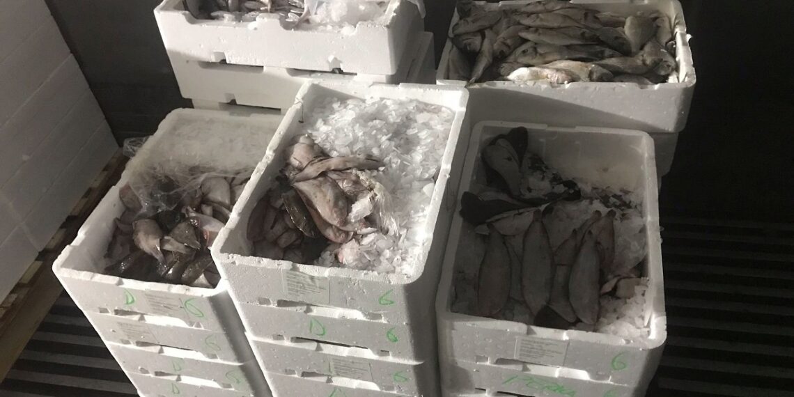Θεσσαλονίκη: Πάνω από 170 κιλά ψάρια κατασχέθηκαν στην ιχθυόσκαλα Νέας Μηχανιώνας