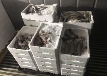 Θεσσαλονίκη: Πάνω από 170 κιλά ψάρια κατασχέθηκαν στην ιχθυόσκαλα Νέας Μηχανιώνας