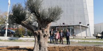Επτά αιωνόβια ελαιόδεντρα “ριζώνουν” στο Δήμο Κορδελιού Ευόσμου (Εικόνες)