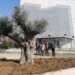 Επτά αιωνόβια ελαιόδεντρα “ριζώνουν” στο Δήμο Κορδελιού Ευόσμου (Εικόνες)