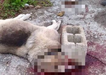 Κτηνωδία στο Κορδελιό: Σκότωσαν σκυλίτσα με κυβόλιθο