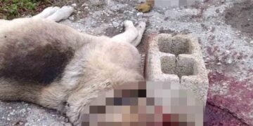 Κτηνωδία στο Κορδελιό: Σκότωσαν σκυλίτσα με κυβόλιθο